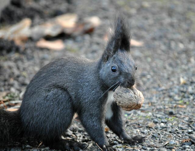 Noch ein prüfender Blick | Foto: Daniela Somers
