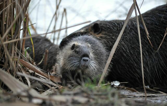 Auch bei der Nutriafamilie ist immer was los | Foto: Daniela Somers