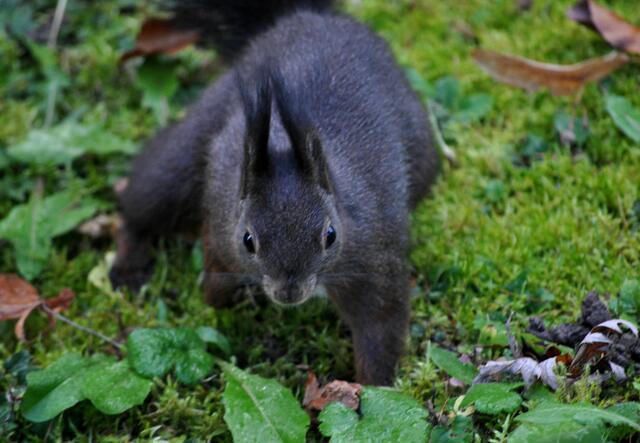Mutig das kleine Hörnchen. | Foto: Daniela Somers