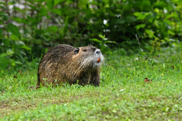 Nutria. Gibts hier noch was zu fressen? Oder wird nur fotografiert? | Foto: Daniela Somers