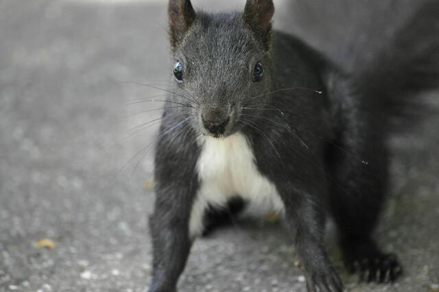 Da ist das Hörnchen vor der eigenen Courage erschrocken. | Foto: Daniela Somers