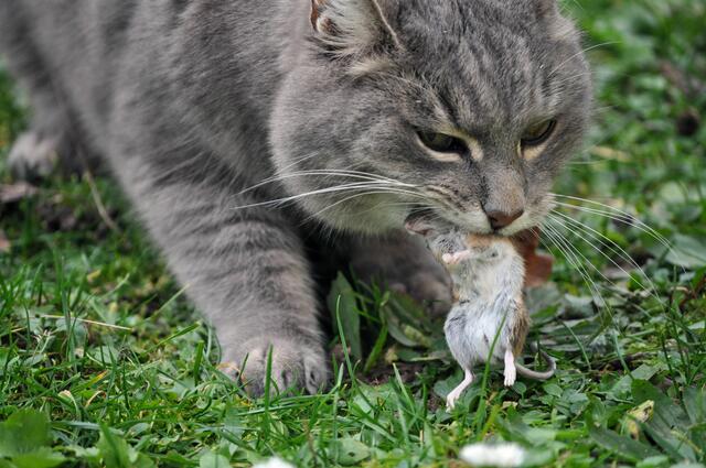 Joe beim Beute machen. | Foto: Daniela Somers