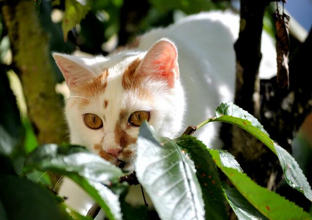 Samira beim Baum klettern.  | Foto: Daniela Somers