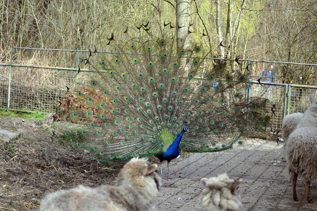 Die Schafe kennen das bestimmt schon und sind nicht sehr beeindruckt. | Foto: Daniela Somers