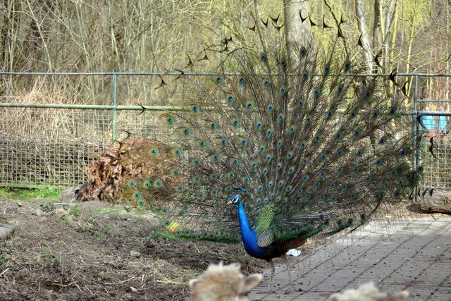 Pfau bei "Rad schlagen". | Foto: Daniela Somers