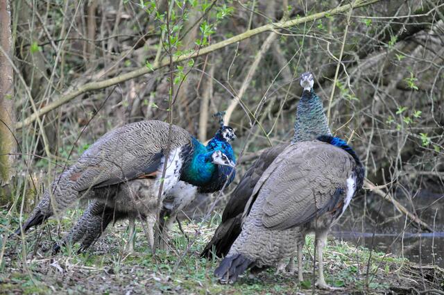 Hier im Zoo haben die Tiere viel Platz und können sich bewegen wie sie wollen und wohin sie wollen. | Foto: Daniela Somers