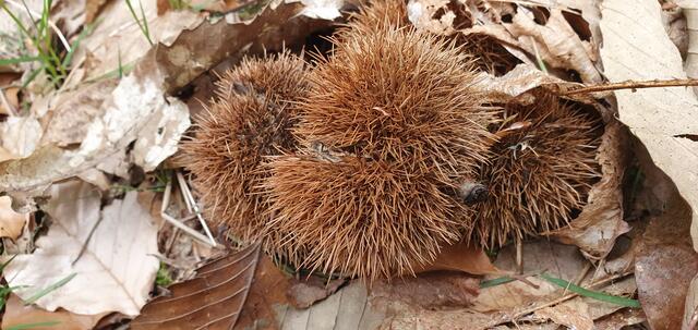 Foto: privat Sibylle Tröber
