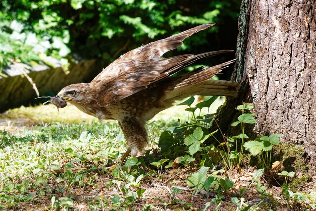 Jagdglück | Foto: WKY