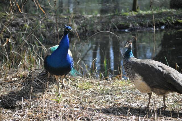 Männchen und Weibchen. Da bahnt sich doch was an. | Foto: Daniela Somers