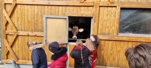 Auf dem Hof des Landwirts, dem die Zeltplatz-Wiese gehört, wurden auch die Kühe gestreichelt | Foto: Fototeam des Zeltlagers