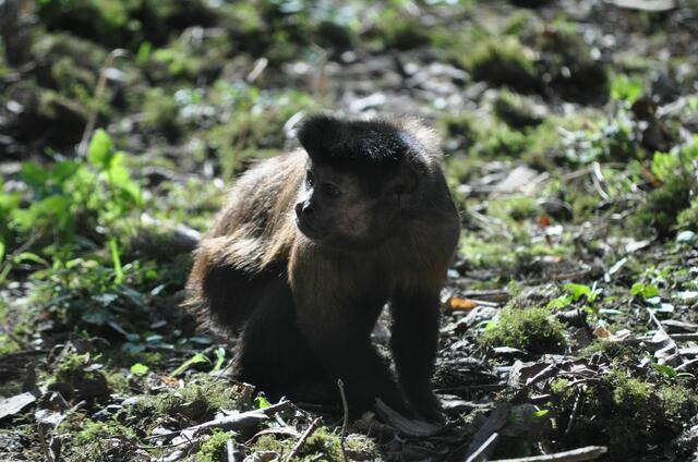 Kapuzineraffe. Da ist immer was los im Gehege. | Foto: Daniela Somers