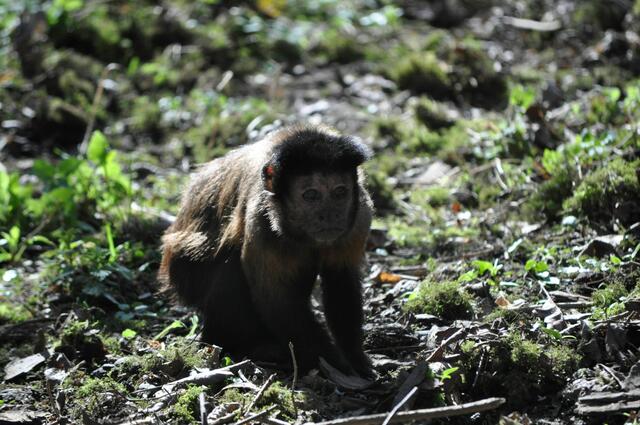Wer schaut hier wen genauer an. Der Affe mich? Oder ich den Affen? | Foto: Daniela Somers