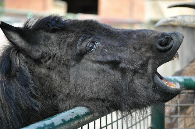 Hier steh ich und ich hab Huuuunger! | Foto: Daniela Somers