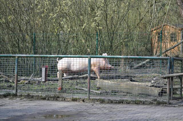 Da kommt auch das Schwein im Schweinsgalopp. | Foto: Daniela Somers
