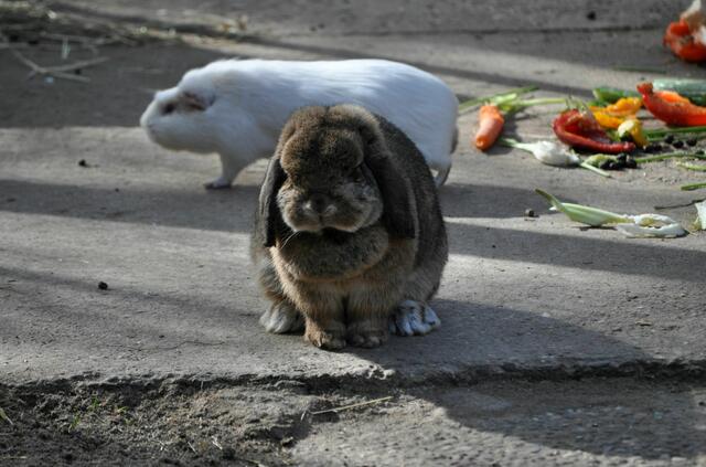 Der Süße Widder erinnert mich irgendwie an "Grumbling Cat" | Foto: Daniela Somers