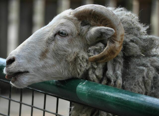 Da riecht es doch lecker nach Grünzeug. Mir läuft schon die Spucke im Maul zusammen. | Foto: Daniela Somers