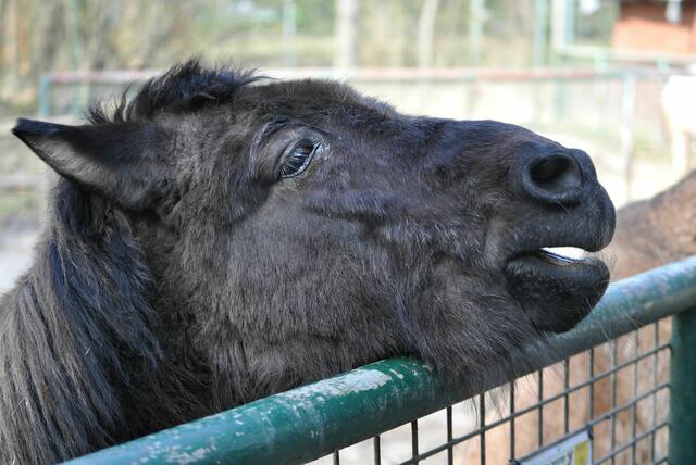 Ich wittere schon Salat. | Foto: Daniela Somers