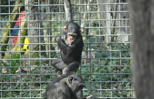 Nur der Jüngst ist immer in Action. | Foto: Daniela Somers