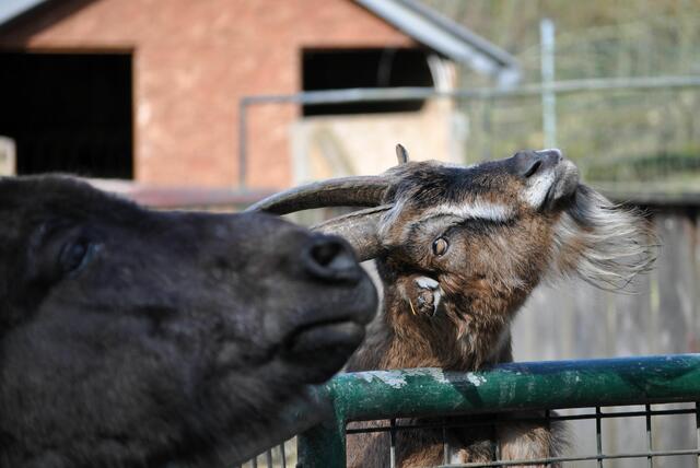 Ich mach auch extra noch ein paar Verrenkungen für euch. Denn sonst schauen alle nur das Maultier an. | Foto: Daniela Somers