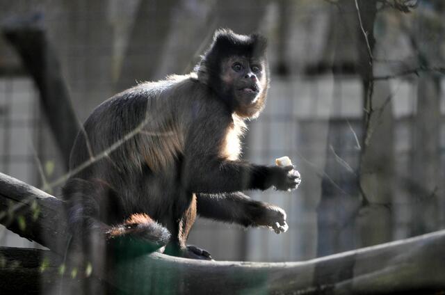 Immer diese Paparazzi. (Leider spiegelt die Scheibe ziemlich stark) | Foto: Daniela Somers