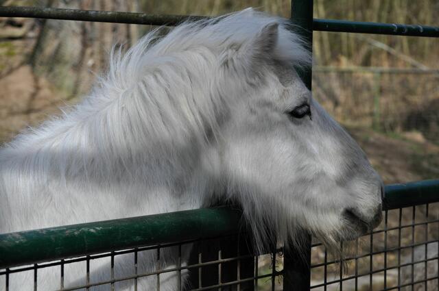 Auch das Pony wartet auf Besucher. | Foto: Daniela Somers