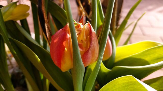 🌷🌸🍃😍🌞🌞🌞 | Foto: Ralf Röser