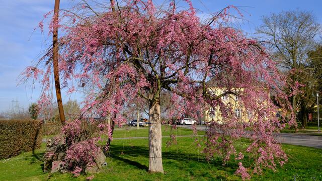 Foto: Eduard Warenik