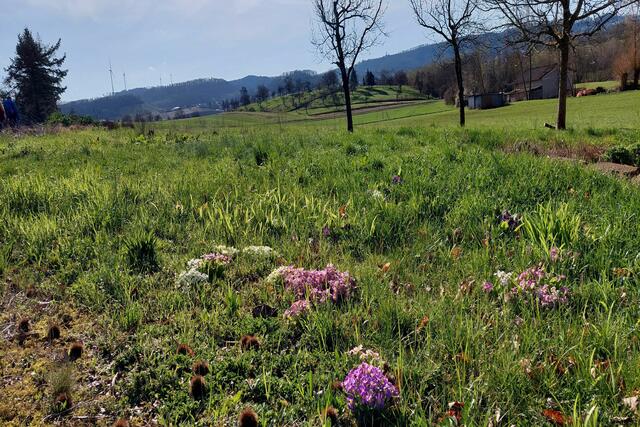Selbst außerhalb der Gärten entzücken die Primeln die Wanderer und dazu ein herrlicher Blick Richtung Löwenstein | Foto: Foto privat