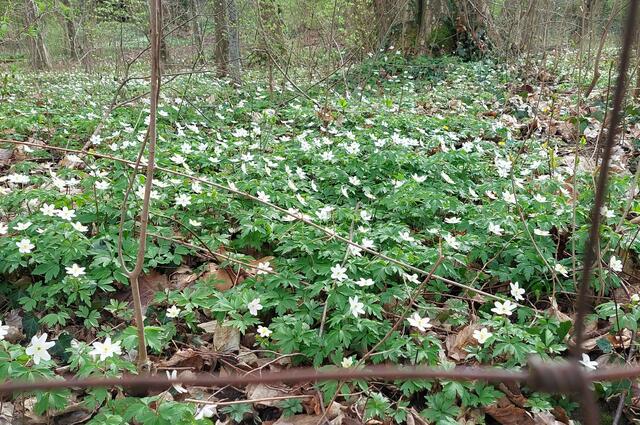 Im lichten Wäldchen im Schlosspark haben die Buschwindröschen einen bezaubernden dichten Teppich gebildet. | Foto: Foto privat