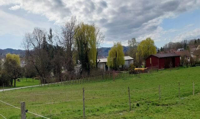 Ein zartes Frühlingsgrün setzt die dekorativen Hängeweiden am Ortsrand von Weiler wunderbar in Szene. | Foto: Foto privat
