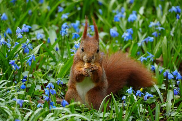 Ganz lecker , die Nuss! | Foto: Moni Bordt