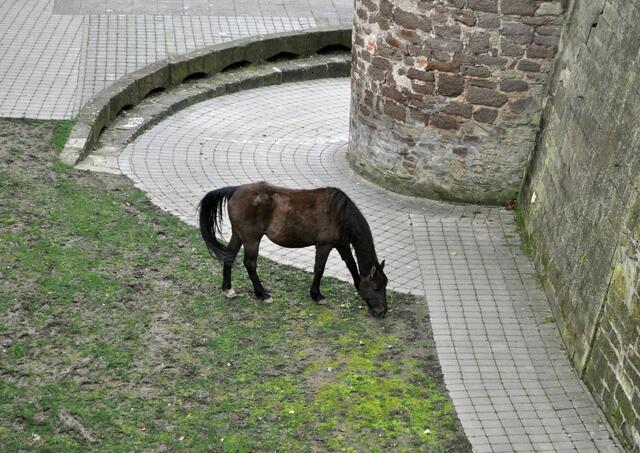 Den Pferdchen scheint es zu gefallen. Obwohl das Gras noch nicht sehr hoch ist. Vielleicht haben sie auch schon das Meiste abgefuttert. | Foto: Daniela Somers