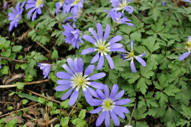 Die Anemonen blühen um die Wette. | Foto: Daniela Somers