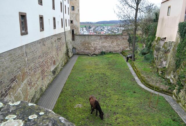Und im Burggraben weiden die Pferde. Ein selterner Anblick | Foto: Daniela Somers