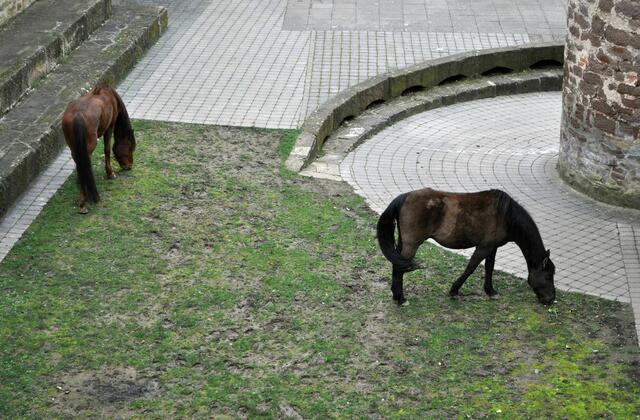 Sie waren zu dritt dort. | Foto: Daniela Somers