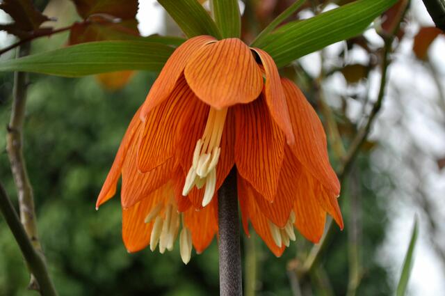 Auch eine Kaiserkrone blüht schon. | Foto: Daniela Somers