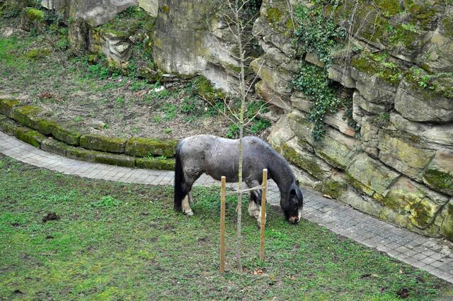 Das dritte Pferd vom Burggraben. | Foto: Daniela Somers