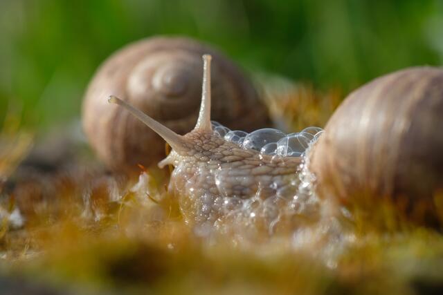 Foto: ED