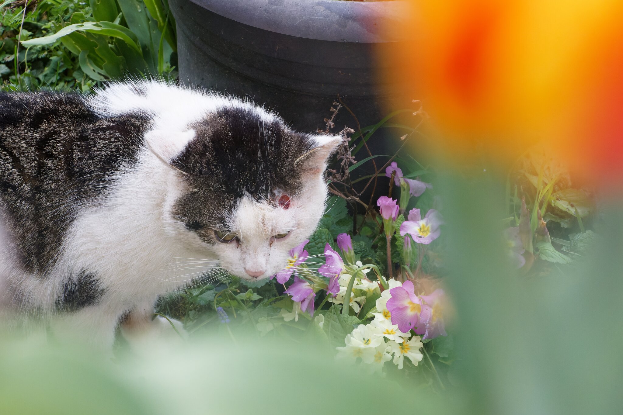 Katerchen und die fremde Katze Heilbronn