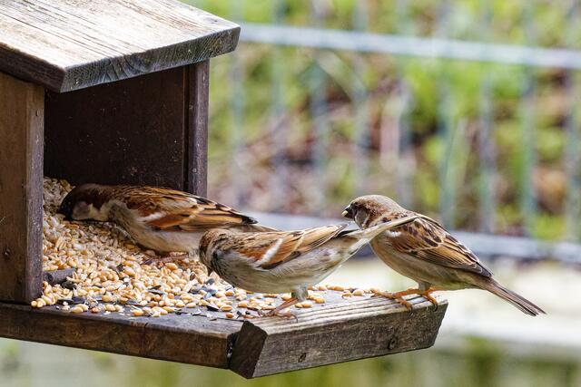 Drei Spatzen ist zuviel | Foto: WKY