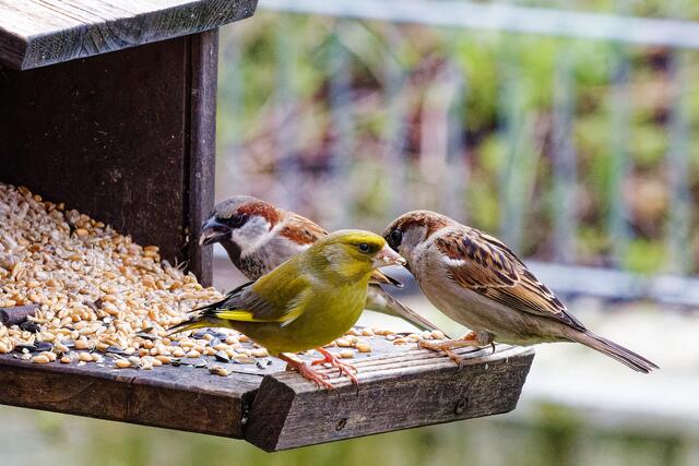 Zwei Spatzen - naja | Foto: WKY