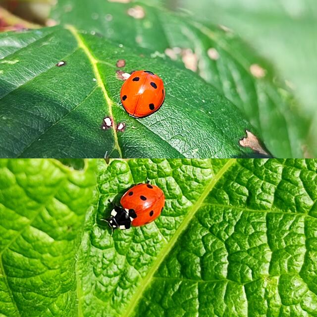 Tag des Glücks und Frühlingsanfang | Foto: Aurelia Kling