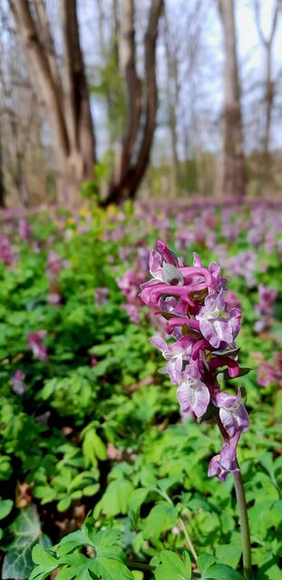 Lerchensporn in Massen und allen Farbschattierungen von ganz kräftig lila bis ganz weiß | Foto: WandernGabyErich