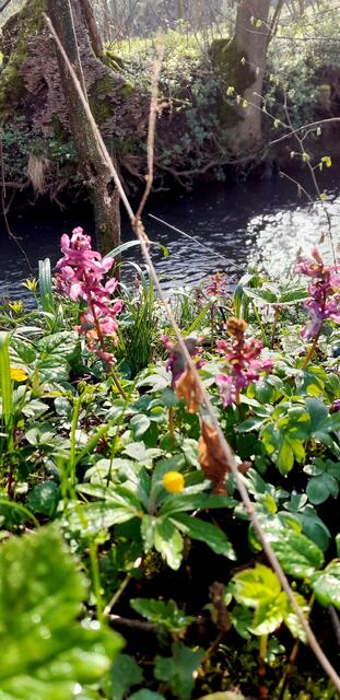 Erster Lerchensporn an der Schozach auf dem Weg hinaus zum Schützenhaus | Foto: WandernGabyErich
