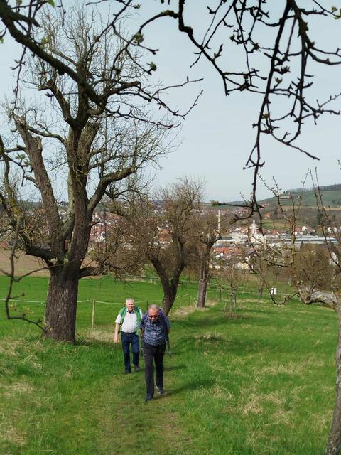 Birnbaum Allee | Foto: E. Rosendorf