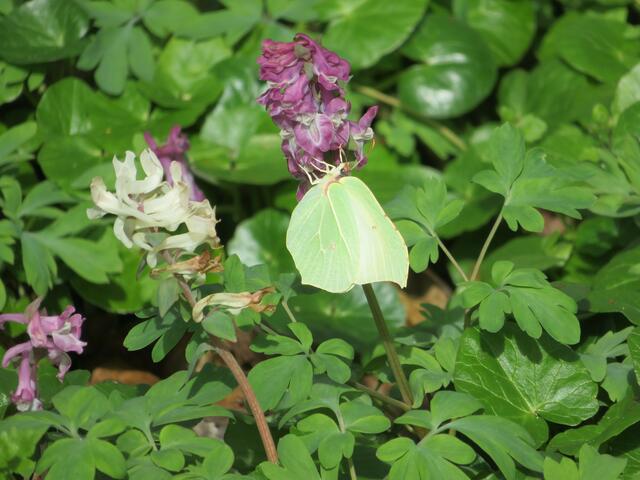 Der Lerchensporn lockt auch schon die ersten Schmetterlinge, hier ein Zitronenfalter, an. | Foto: Aurelia Kling