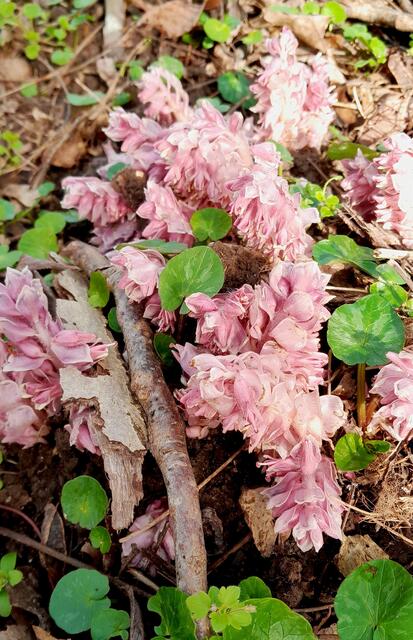 Von Weitem wurde das für einen Pilz gehalten, das kann man sich bei dieser Ansicht schon besser vorstellen | Foto: WandernGabyErich