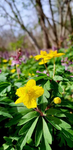 Gelbes Windröschen | Foto: WandernGabyErich
