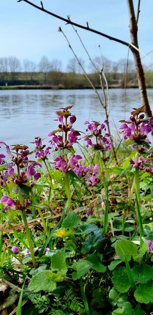 Taubnesseln am Wasser | Foto: WandernGabyErich