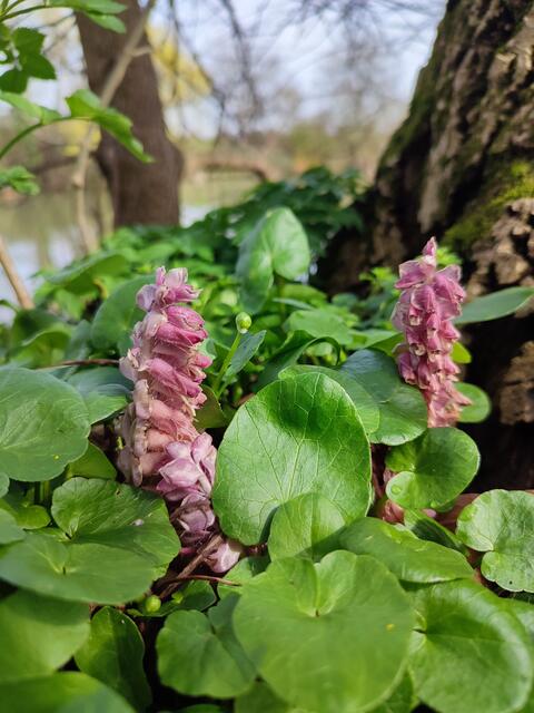 Schuppenwurz | Foto: Aurelia Kling